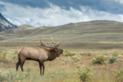 2013-11 C 2 Bob Berthier - Bugling Elk